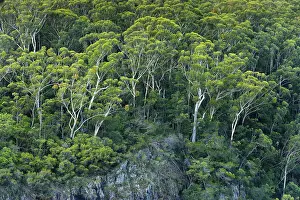 Australian Nature Reserve Drucke: Eucalyptus forest, eucalyptus, cliff face