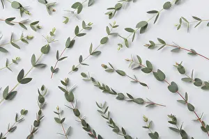 Top Down View Of Plants Drucke: Eucalyptus leaves nature pattern top view