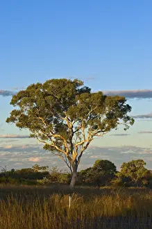 Australian Flora Drucke: Eucalyptus tree (Eucalyptus spec)