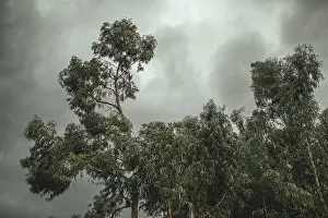 Peru Landscape Drucke: Eucalyptus trees (Eucalyptus globulus)
