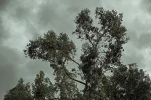 Eucalyptus Trees Drucke: Eucalyptus trees (Eucalyptus globulus)
