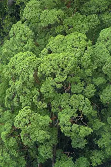 Jungle Vegetation Drucke: Eucalyptus trees (Eycalyptus), tree
