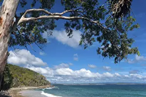 Australian Flora Drucke: Eucalyptuses (Eucalyptus), tree