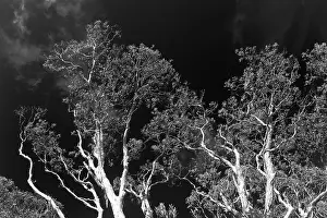 Deserted Eucalyptus Forest Drucke: Eucalyptuses (Eucalyptus), tree