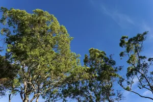 Australian Flora Drucke: Eucalyptuses (Eucalyptus), tree