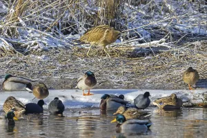 Aquatic Birds In Winter Drucke: Eurasian bittern