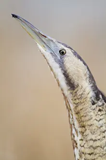 Drucke von Europäischer Rohrweihe oder Große Rohrweihe (Botaurus stellaris), Burgenland, Österreich Rohrdommeln Drucke: Europäischer Rohrweihe oder Große Rohrweihe (Botaurus stellaris)
