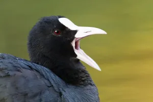 Aquatic Birds In Natural Environment Drucke: Eurasian Coot