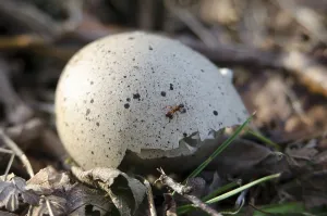 Deserted Waterfowl Habitat Drucke: Eurasian Coot, eggshell