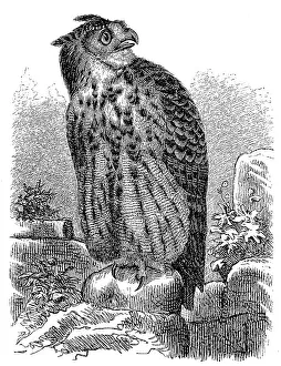 Wildlife Animal Photographs Drucke: Eurasian eagle-owl (Bubo bubo)