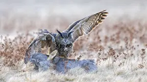 Eurasian Eagle Owl Habitat Drucke: Eurasian Eagle-owl (Bubo bubo)