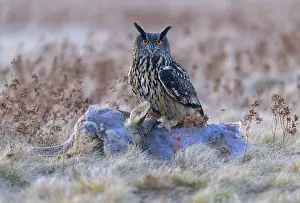 Biosphere Reserves In Germany Drucke: Eurasian Eagle-owl (Bubo bubo)