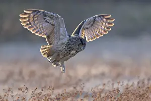 Swabian Alb Biosphere Reserve Germany Drucke: Eurasian Eagle-owl (Bubo bubo)