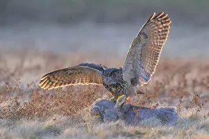 Swabian Alb Biosphere Reserve Drucke: Eurasian Eagle-owl (Bubo bubo)