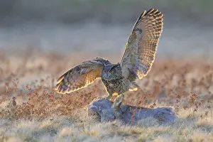 Swabian Alb Biosphere Reserve Drucke: Eurasian Eagle-owl (Bubo bubo)