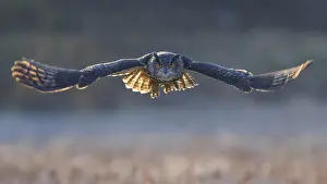 Swabian Alb Biosphere Reserve Germany Drucke: Eurasian Eagle-owl (Bubo bubo)