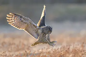 Wildlife In The Wild Germany Drucke: Eurasian Eagle-owl (Bubo bubo)