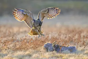 Central European Nature Reserves Drucke: Eurasian Eagle-owl (Bubo bubo)