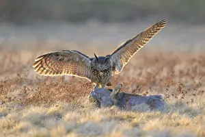 Nature Reserve In Southern Germany Drucke: Eurasian Eagle-owl (Bubo bubo)