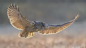 Central Europe Bird Photography Tips Drucke: Eurasian Eagle-owl (Bubo bubo)