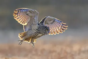 European Eagle Owl Flight Drucke: Eurasian Eagle-owl (Bubo bubo)