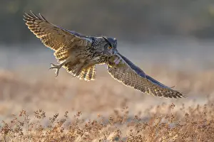 Swabian Alb Biosphere Reserve Germany Drucke: Eurasian Eagle-owl (Bubo bubo)
