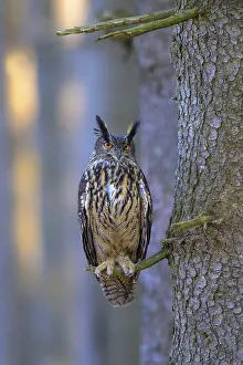 European Eagle Owl Habitat Drucke: Eurasian Eagle-owl (Bubo bubo)