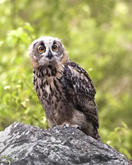 Eurasian Eagle Owl Drucke: Eurasian eagle-owl (Bubo bubo)