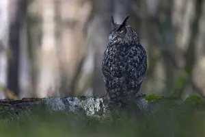 Eurasian Eagle Owl Drucke: Eurasian Eagle-owl (Bubo bubo)