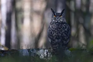 Eurasian Eagle Owl Drucke: Eurasian Eagle-owl (Bubo bubo)