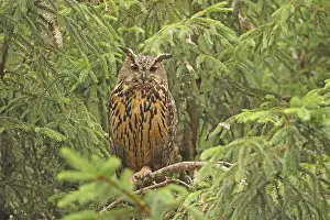 Drucke von Eurasischer Schreiadler (Bubo bubo) Uhu Drucke: Eurasische Schreihuhn (Bubo bubo)