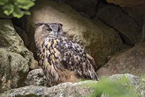 Drucke von Eurasianer Eulenbussard (Bubo bubo), sitzt auf einem Stein vor seinem Felsspalte, Nationalpark Bayerischer Wald, Bayern, Deutschland Uhu Drucke: Eurasischer Schreiadler (Bubo bubo)