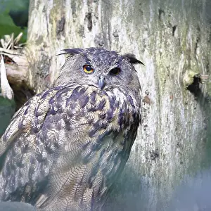 Drucke von Eurasische Schreibeule (Bubo bubo), sitzt auf einem Ast eines toten Fichtenbaumes im Wald, Nordrhein-Westfalen, Deutschland Uhu Drucke: Bubo bubo