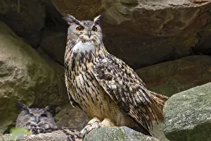 Drucke von Ein majestätischer Männchen des Ural-Erdvogels sitzt auf einem Felsen vor seinem Nest, während seine Partnerin im Hintergrund wartet Uhu Drucke: Bayerischer Wald Nationalpark, Männchen des Ural-Erdvogels (Bubo bubo) auf einem Felsen vor seinem Nest