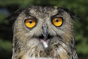 Drucke von Eurascher Adlerohr-Uhu (Bubo bubo) Uhu Drucke: Eurasianer Adler Eule (Bubo bubo)
