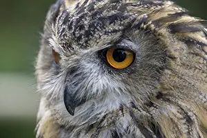 Drucke von Eurasischer Schreiadler (Bubo bubo) Uhu Drucke: Mittelmeer-Uhu (Bubo bubo)