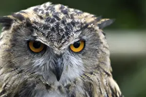 Drucke von Eurasischer Schreiadler (Bubo bubo) Uhu Drucke: Eurasische Schreihuhn-Ohreule (Bubo bubo)