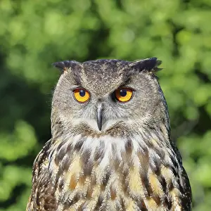 Drucke von Eurascher Schreiadler (Bubo bubo), Tierporträt, Rheinland-Pfalz, Deutschland Uhu Drucke: Eurasischer Schreiadler (Bubo bubo)