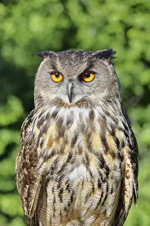 Drucke von Europäischer Kaiseradler (Bubo bubo), Tierporträt, Rheinland-Pfalz, Deutschland Uhu Drucke: Eurasischer Schreiadler (Bubo bubo)