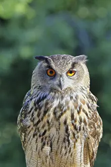 Drucke von Eurasische Schreiadler (Bubo bubo), Tierporträt, Rheinland-Pfalz, Deutschland Uhu Drucke: Eurasischer Schreiadler (Bubo bubo)