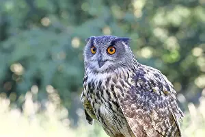 Drucke von Eurasianer Adler-Eule (Bubo bubo), Tierporträt, Rheinland-Pfalz, Deutschland Uhu Drucke: Eurasische Schreiadler (Bubo bubo)