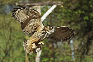 Drucke von Ein majestätischer Vogel in Flug: Der Eurasische Adler, Bubo bubo, zeigt seine beeindruckende Präsenz über dem Falkenwarte in Bad Marienberg Uhu Drucke: Eisvogel, Bubo bubo, in Flug über einem Falkenwarten in Bad Marienberg, Rheinland-Pfalz.