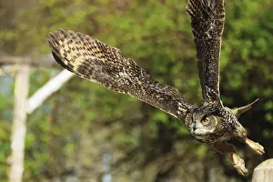 Drucke von Ein majestätischer Moment: Der Eurasische Adlerkauz schwebt durch die Luft, während ein Falkeier in Bad Marienberg, Rheinland-Pfalz Uhu Drucke: Eisvogelbussard in Flug über einem Falkenwarte in Bad Marienberg, Rheinland-Pfalz.