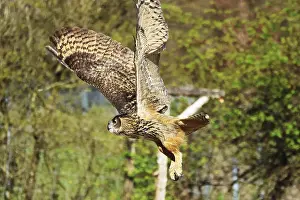 Drucke von Eurasische Schreiadler, Bubo bubo, in Flug, in einem Falknerei, Bad Marienberg, Rheinland-Pfalz, (Captiv) Uhu Drucke: Eurasische Schleiereule, Bubo bubo, in Flug.