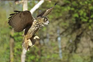 Drucke von Europäischer Kaiseradler, Bubo bubo, in Flug, im Falknerei, Bad Marienberg, Rheinland-Pfalz (Captiv) Uhu Drucke: Eurasische Schreiadler, Bubo bubo, in Flug.