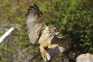 Drucke von Europäischer Kaiseradler, Bubo bubo, in Flug, in einem Falknereizirkel, Bad Marienberg, Rheinland-Pfalz, (Captiv) Uhu Drucke: Eurasische Schleiereule, Bubo bubo, in Flug.