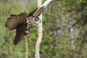 Drucke von Eurasianischer Schreiadler, Bubo bubo, in Flug, im Falknerei, Bad Marienberg, Rheinland-Pfalz, (Captiv) Uhu Drucke: Eurasische Schreiadler, Bubo bubo, in Flug.