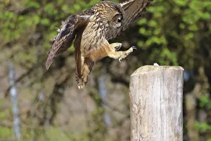 Drucke von Eurascher Schreiadler, Bubo bubo, in Flug, im Falknerei, Bad Marienberg, Rheinland-Pfalz, (Captiv) Uhu Drucke: Eurasische Schreihuhn, Bubo bubo, in Flug.