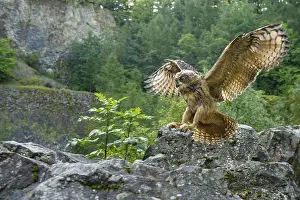 Raptor Species Europe Drucke: Eurasian Eagle-owl (bubo bubo) flying