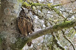 European Eagle Owl Habitat Drucke: Eurasian Eagle-owl, bubo bubo, sitting in a tree